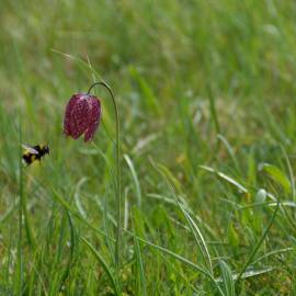 Fritillaire pintade © Guillaume Amirault