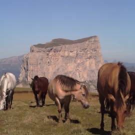 Garderie chevaux - Réserve naturelle © PNR Vercors