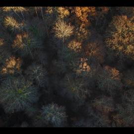 Forêt d'Orient en automne