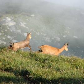 Approche les chamois dans la Réserve nationale de Chasse et de Faune Sauvage des Bauges