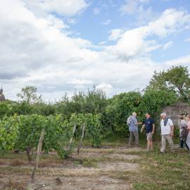 Les vignes du Saumur Champigny © Jérome Paressant