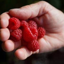 Framboises du Parc des Pyrénées Ariégeoises