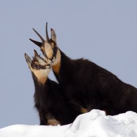 Un moment de tendresse entre chamois sur les sommets enneigés du Massif des Bauges