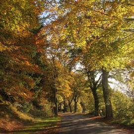 La route des Hêtres entre Meymac et Pérols-sur-Vézère joli paysage d'automne couleurs