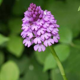 Orchis pyramidal