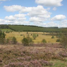 Tourbière du Longeyroux en Corrèze bruyère landes