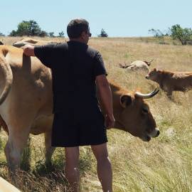 Surveillance du troupeau à l'estive dans le Parc du Pilat
