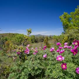 Pivoines sauvages