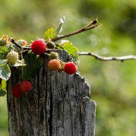 Framboises du Parc des Pyrénées Ariégeoises