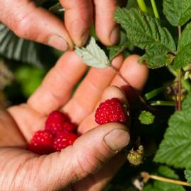 Framboises du Parc des Pyrénées Ariégeoises