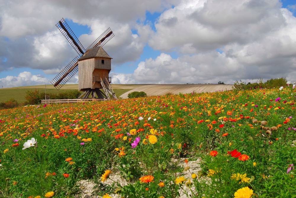Parc naturel régional de la Forêt