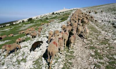 Troupeau ovin en estive - sommet Ventoux