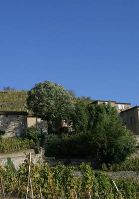 Château-Grillet - vignoble AOP © Florence COSTE / Parc naturel régional du Pilat