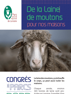 De la laine de moutons pour nos maisons