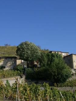Château-Grillet - vignoble AOP © Florence COSTE / Parc naturel régional du Pilat